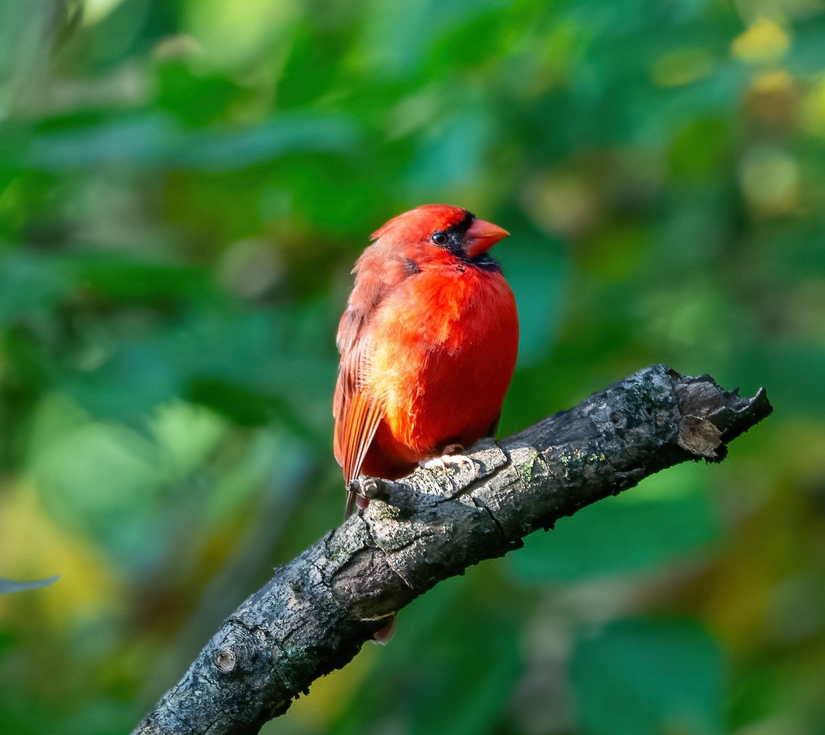 Northern Cardinal - ML624052255