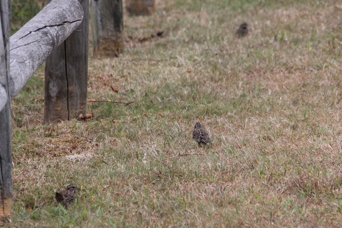 Song Sparrow - Martha Huestis