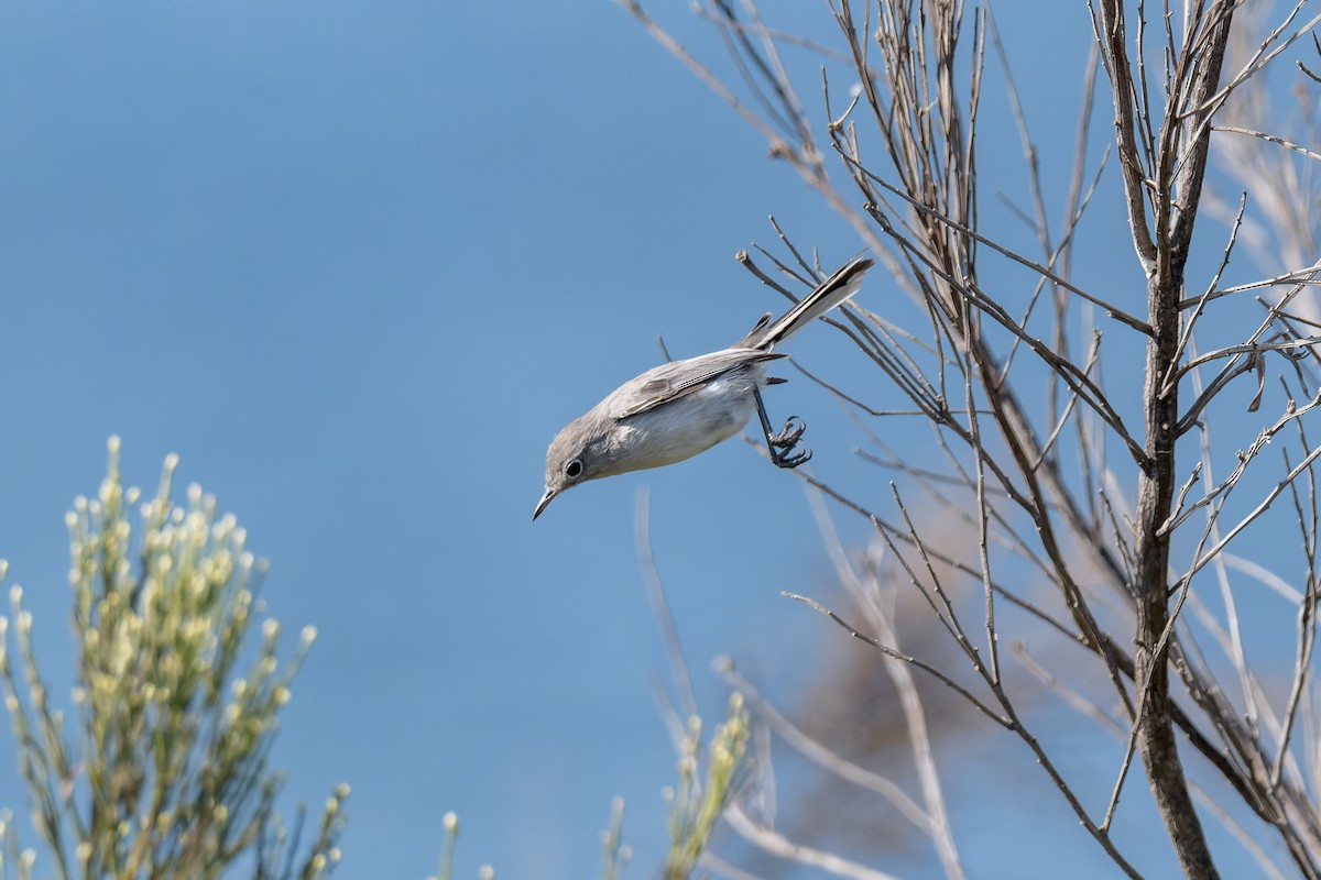 Blue-gray Gnatcatcher - Ruslan Balagansky