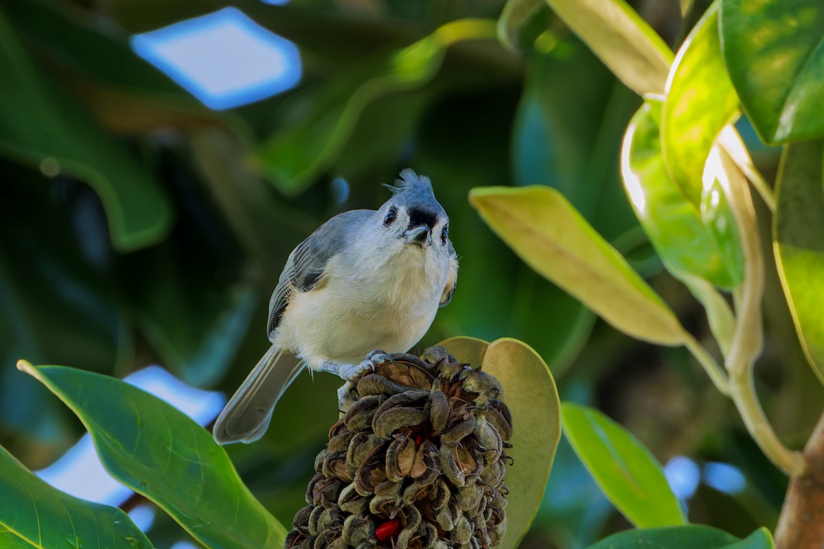 Tufted Titmouse - ML624052276