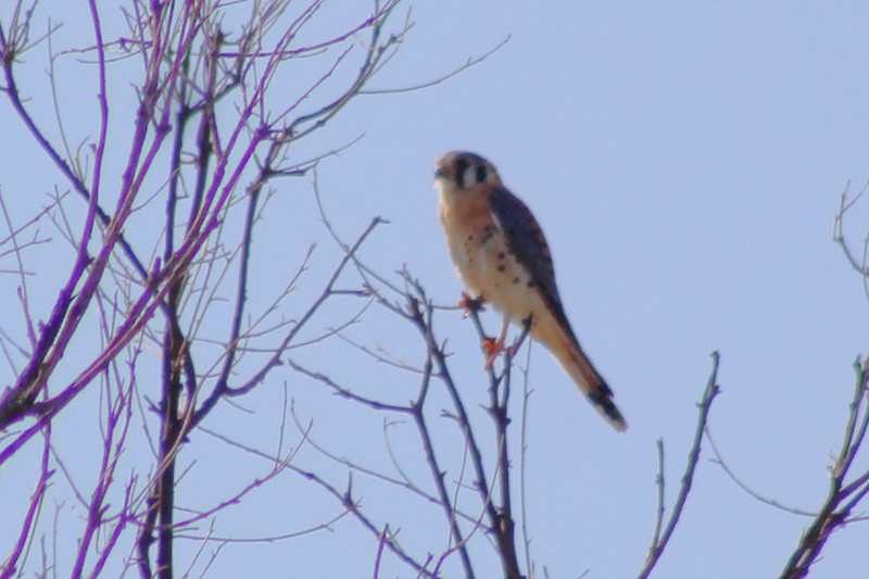 American Kestrel - ML624052315