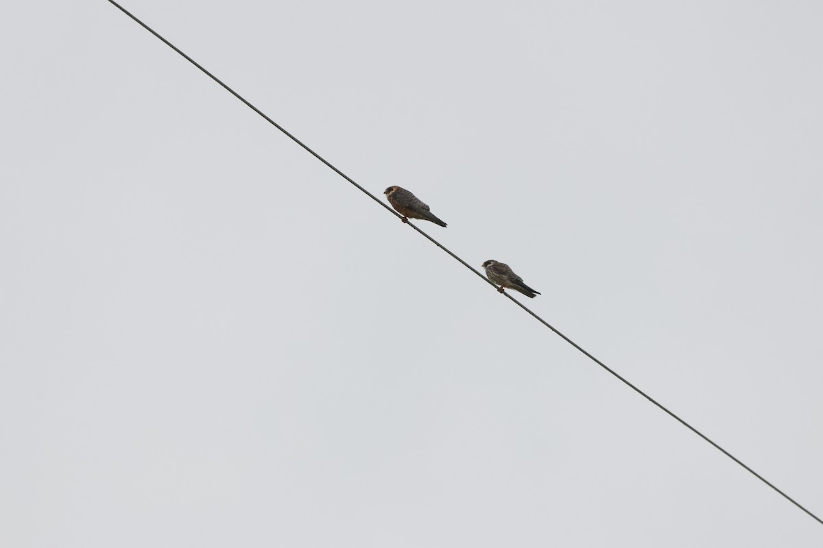 Red-footed Falcon - ML624052327