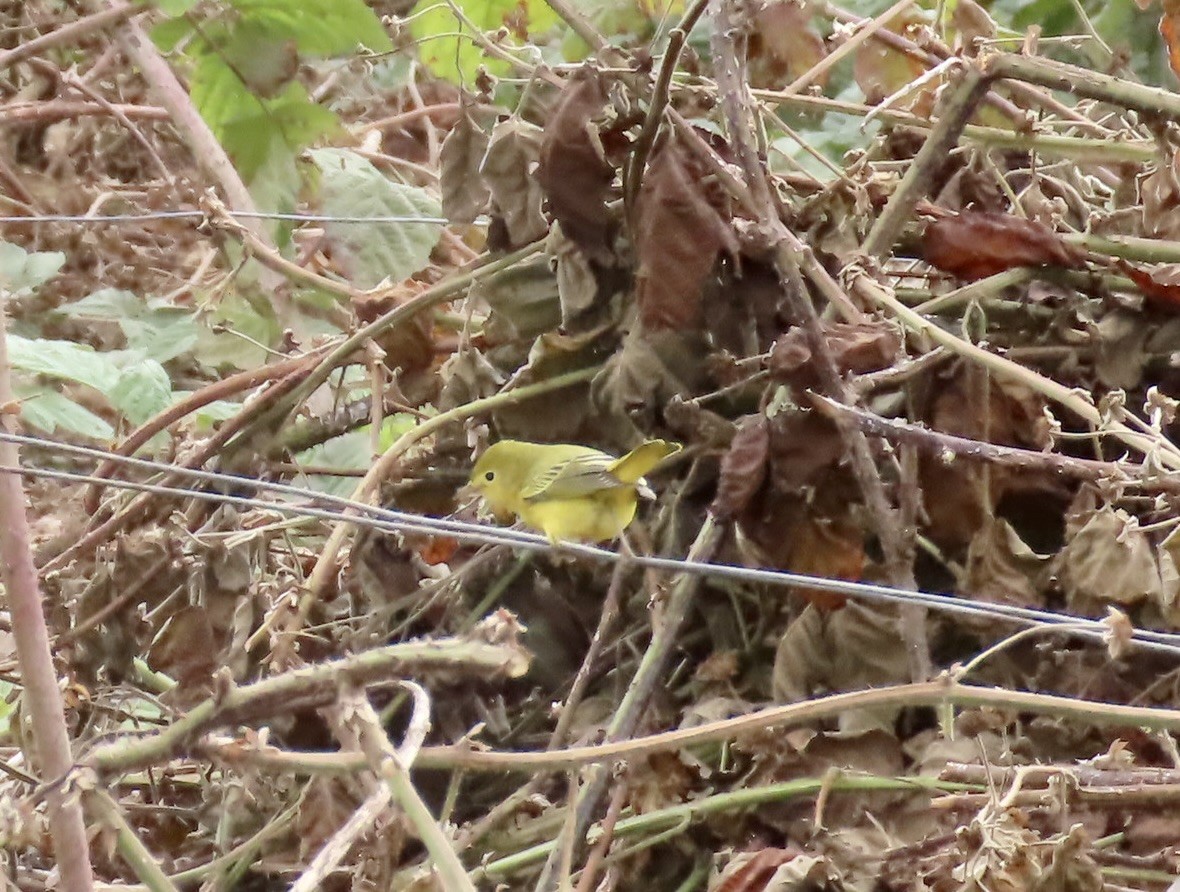 Yellow Warbler - ML624052329