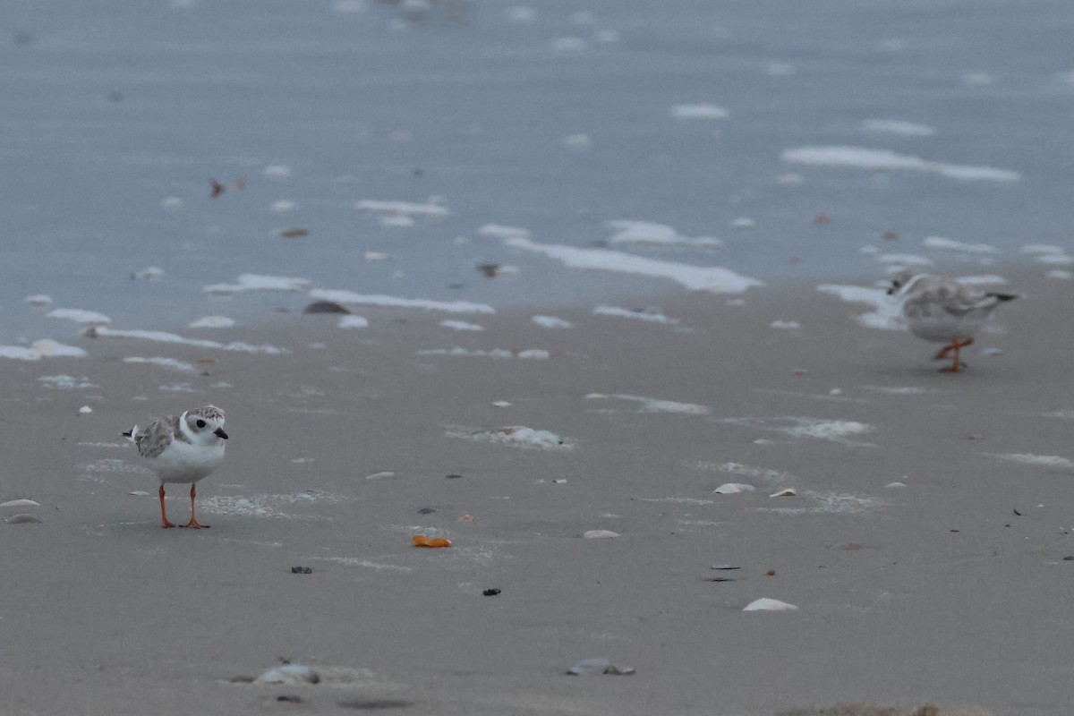 Piping Plover - ML624052332