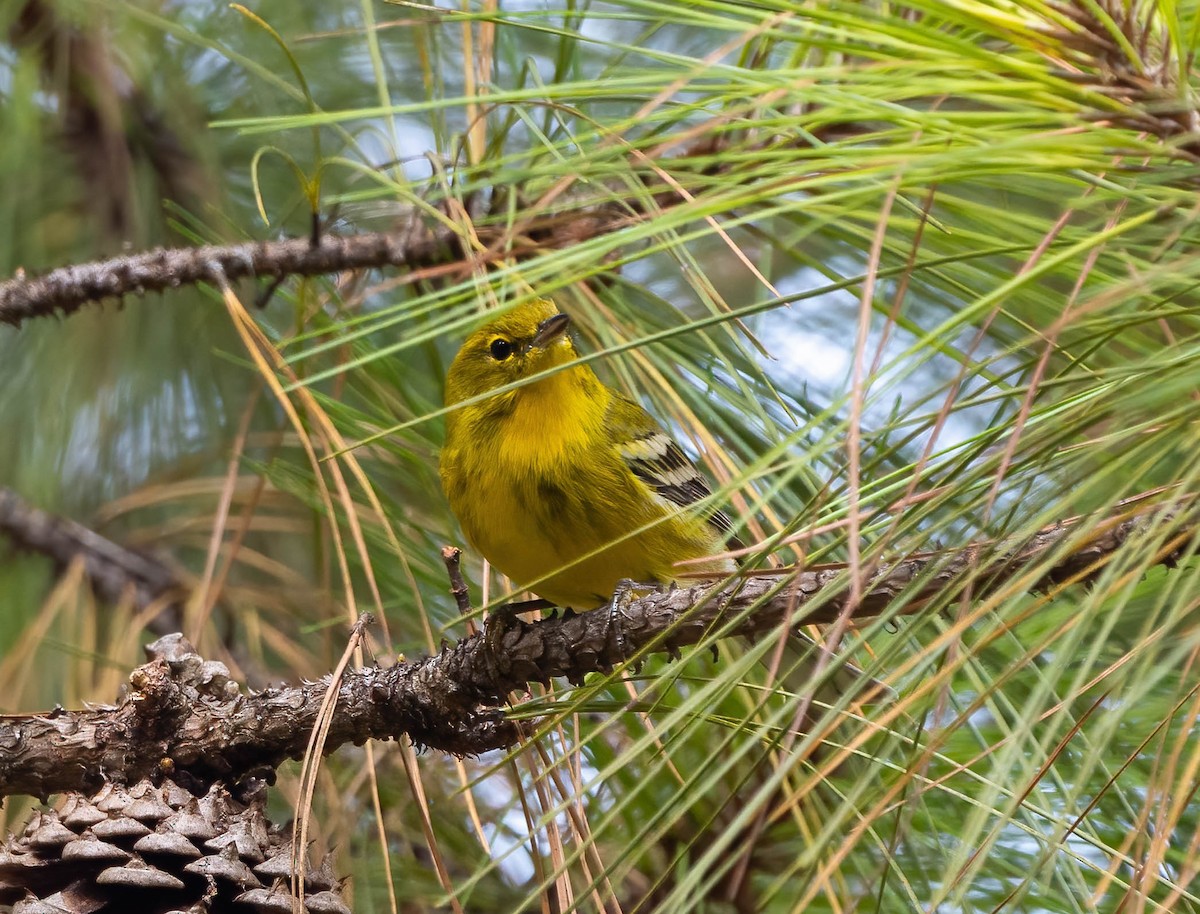 Pine Warbler - ML624052333