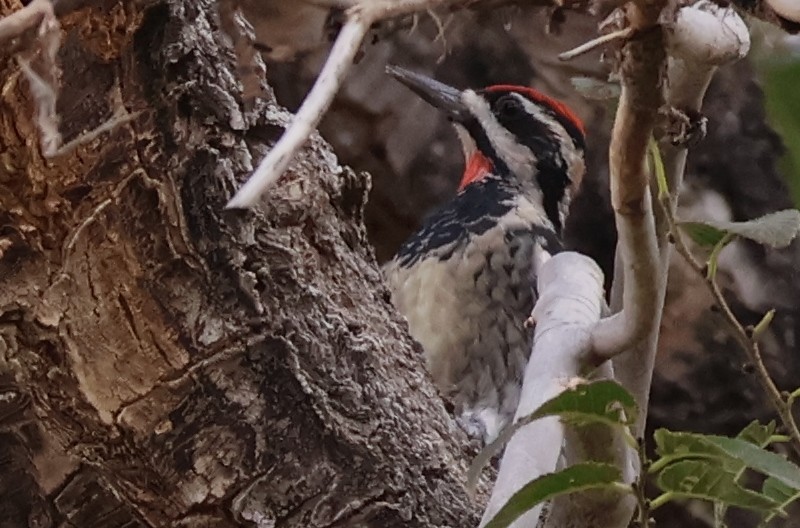 Red-naped Sapsucker - ML624052334