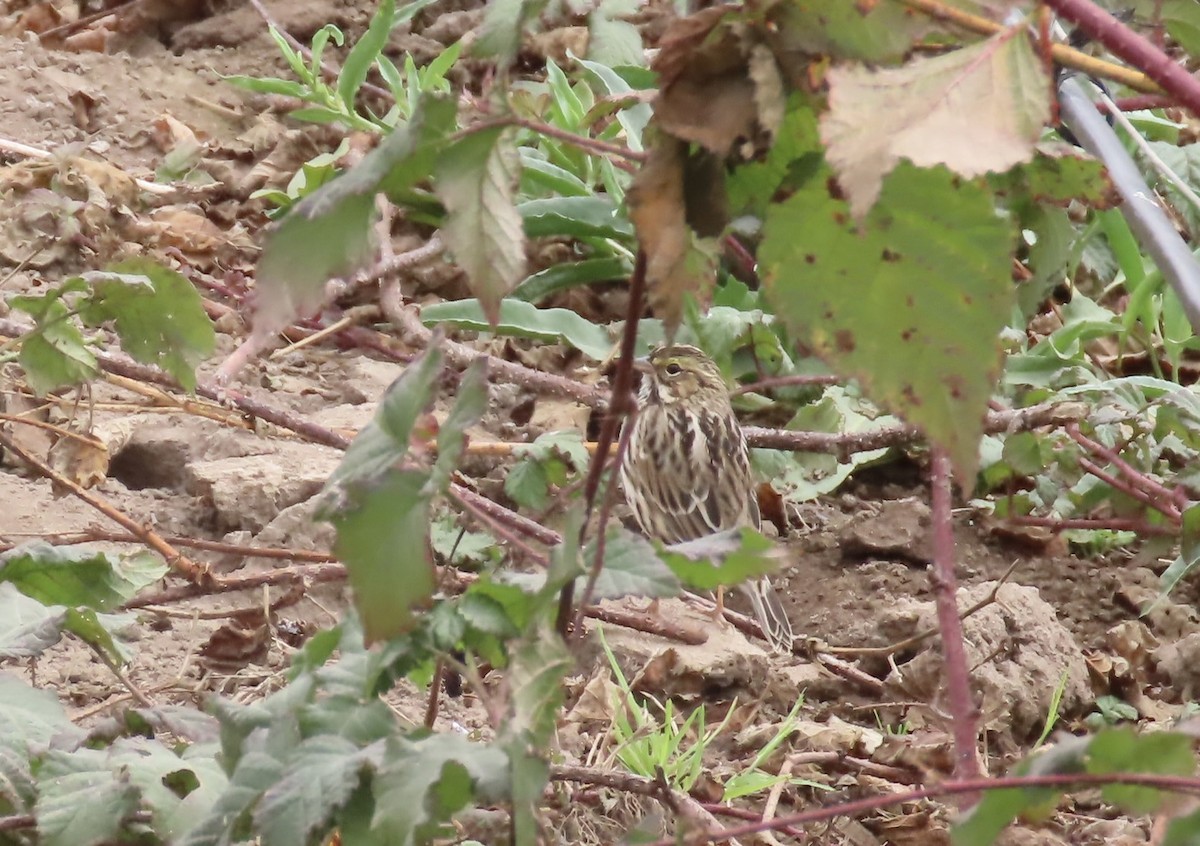 Savannah Sparrow - ML624052339