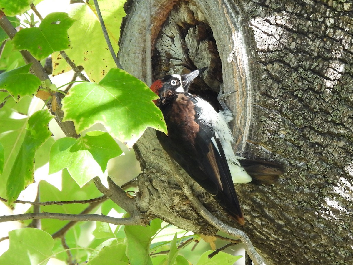 Acorn Woodpecker - ML624052341