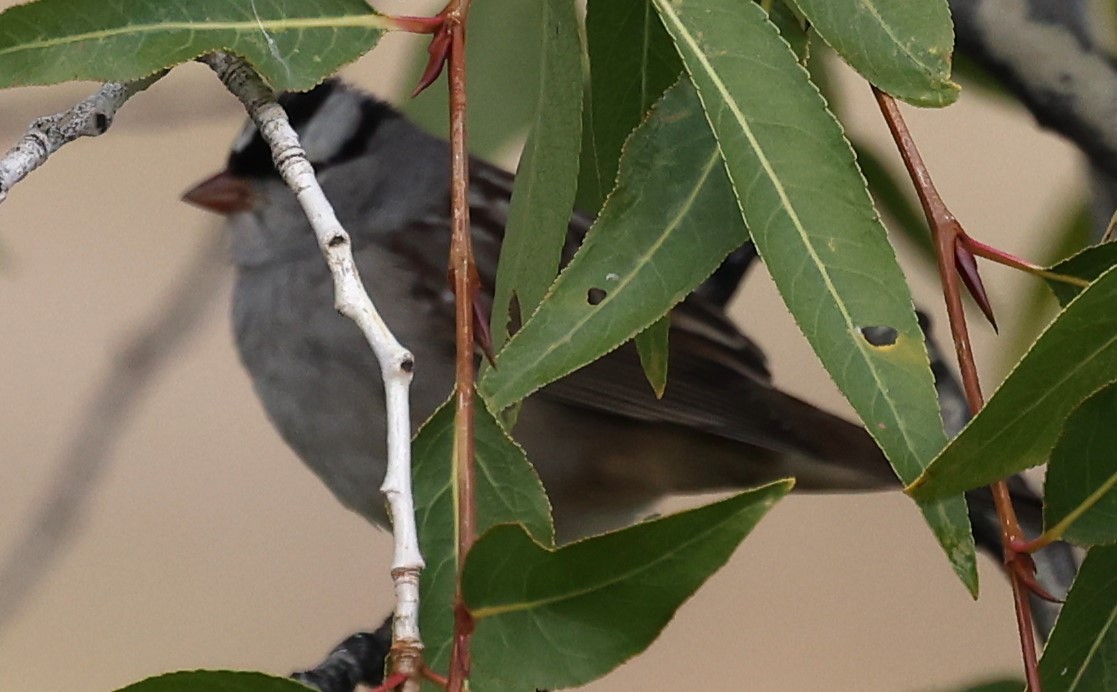 White-crowned Sparrow - ML624052342