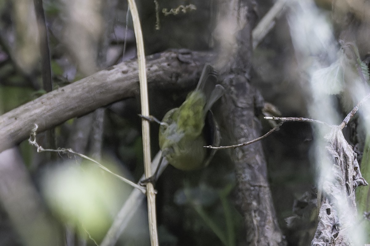 Orange-crowned Warbler (sordida) - ML624052344