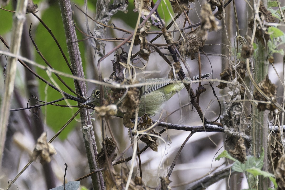 Orange-crowned Warbler (sordida) - ML624052347