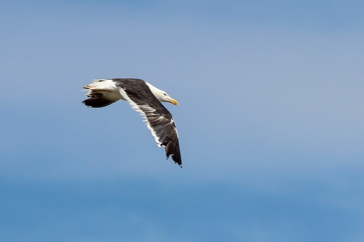 Kelp Gull - ML624052358