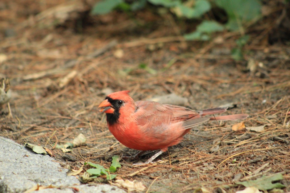 Northern Cardinal - ML624052360