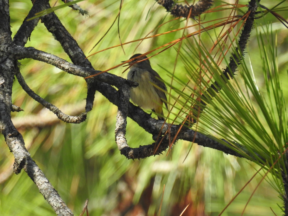 Palm Warbler - ML624052361