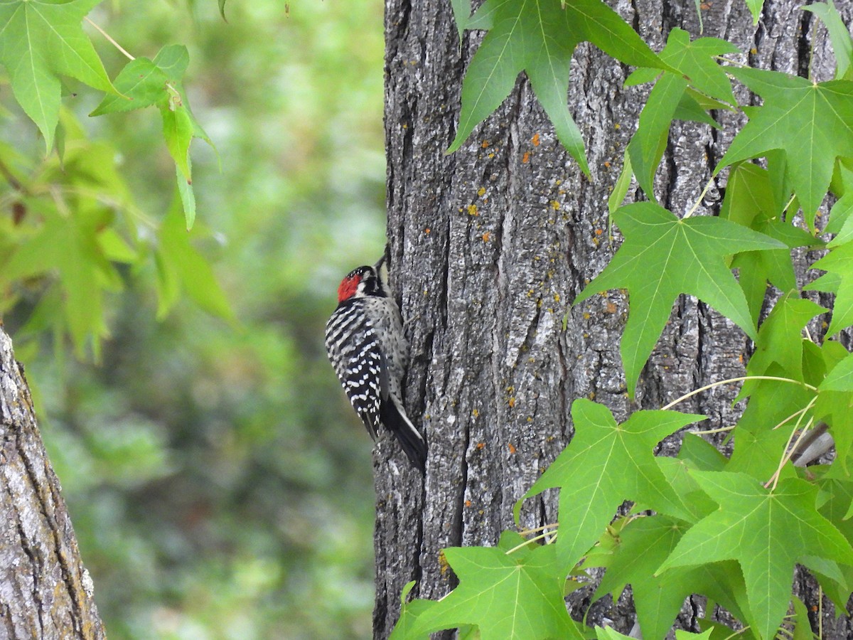 Nuttall's Woodpecker - ML624052363