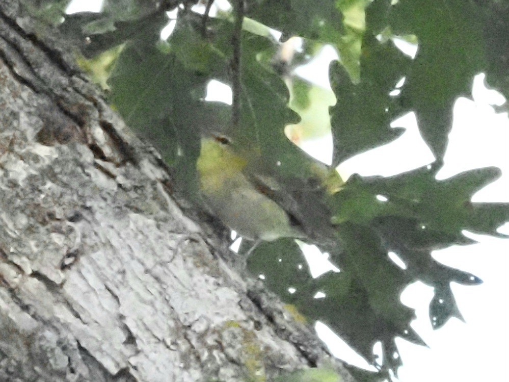 Tennessee Warbler - ML624052372