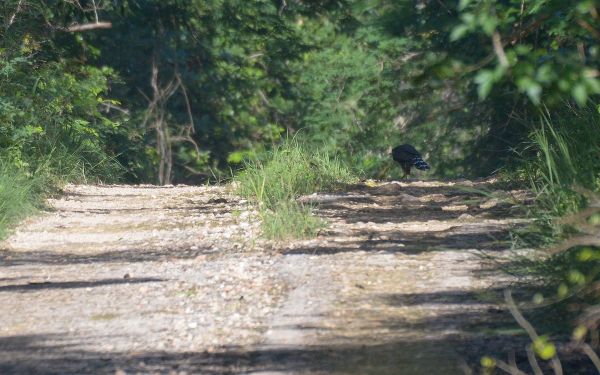 Collared Forest-Falcon - ML624052406