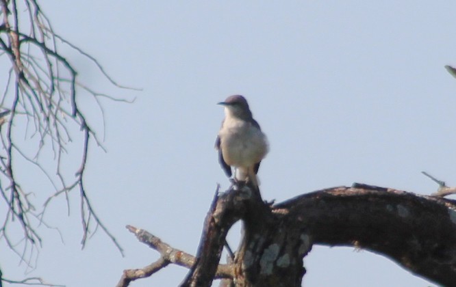 Northern Mockingbird - ML624052444