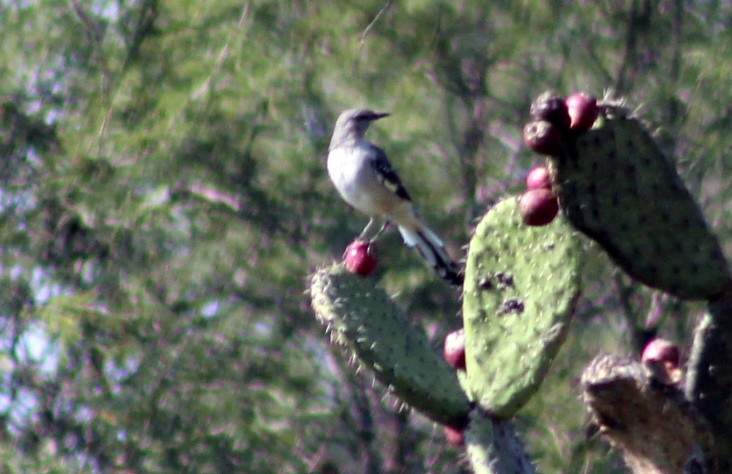 Northern Mockingbird - ML624052445