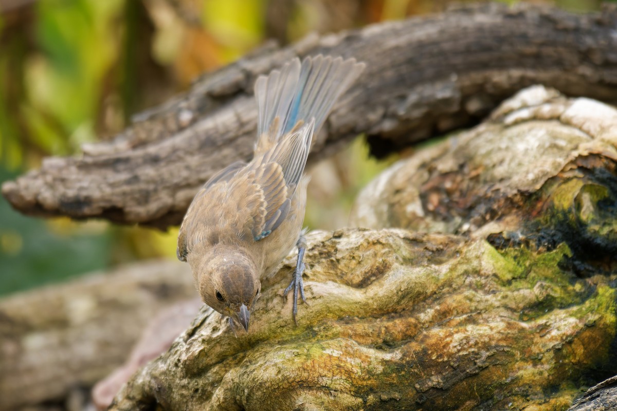 Indigo Bunting - ML624052470