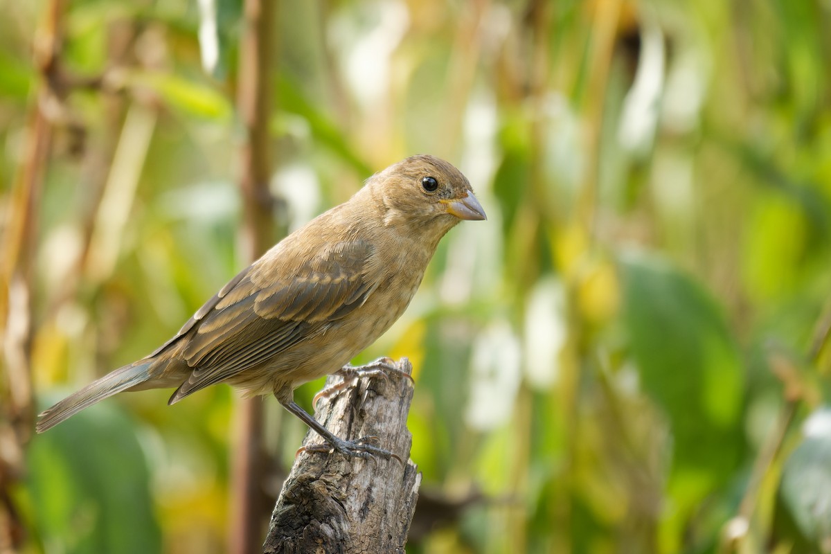 Indigo Bunting - ML624052471