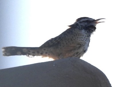 Cactus Wren - ML624052476