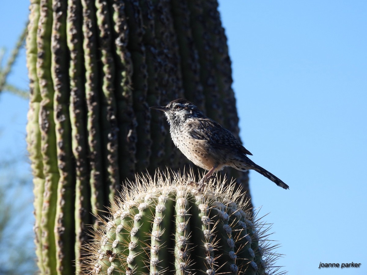 Cactus Wren - Joanne Parker