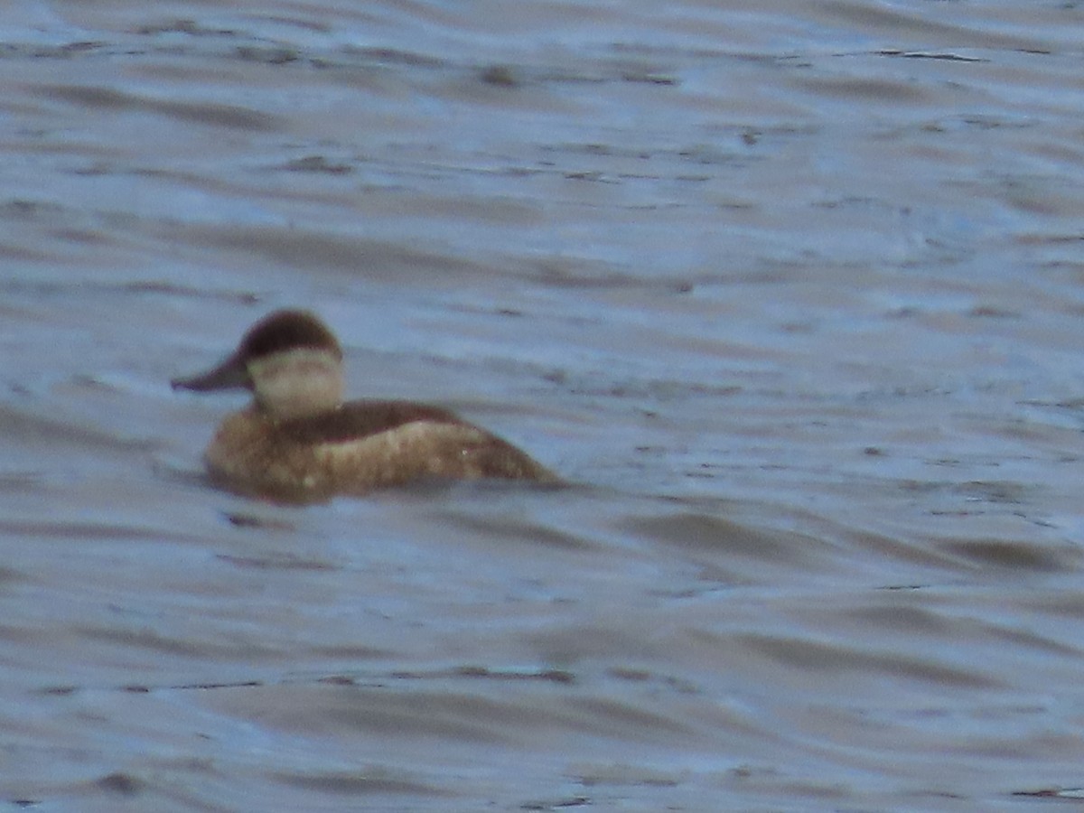 Ruddy Duck - ML624052479