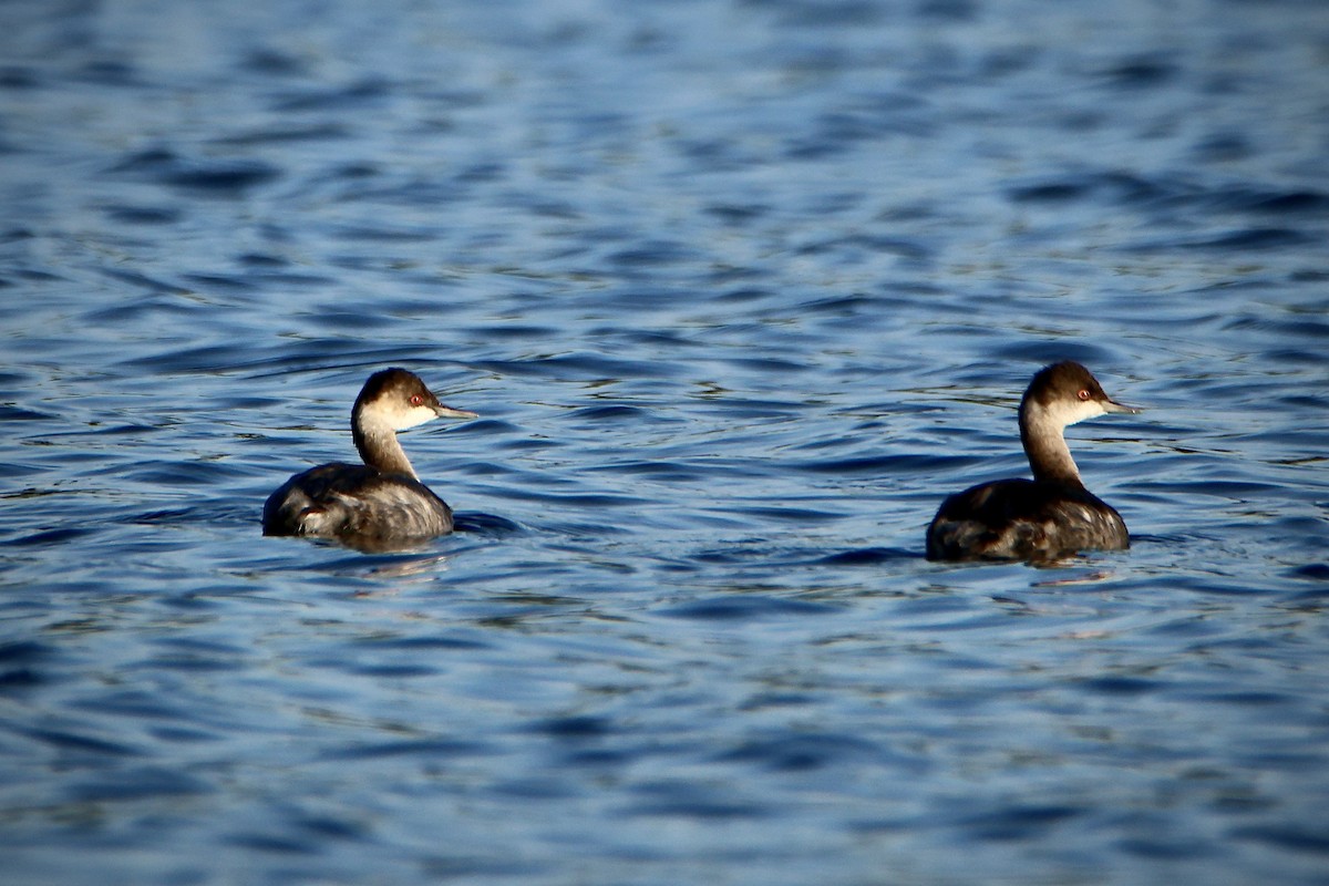 Eared Grebe - ML624052482