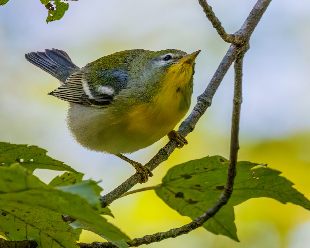 Northern Parula - ML624052491