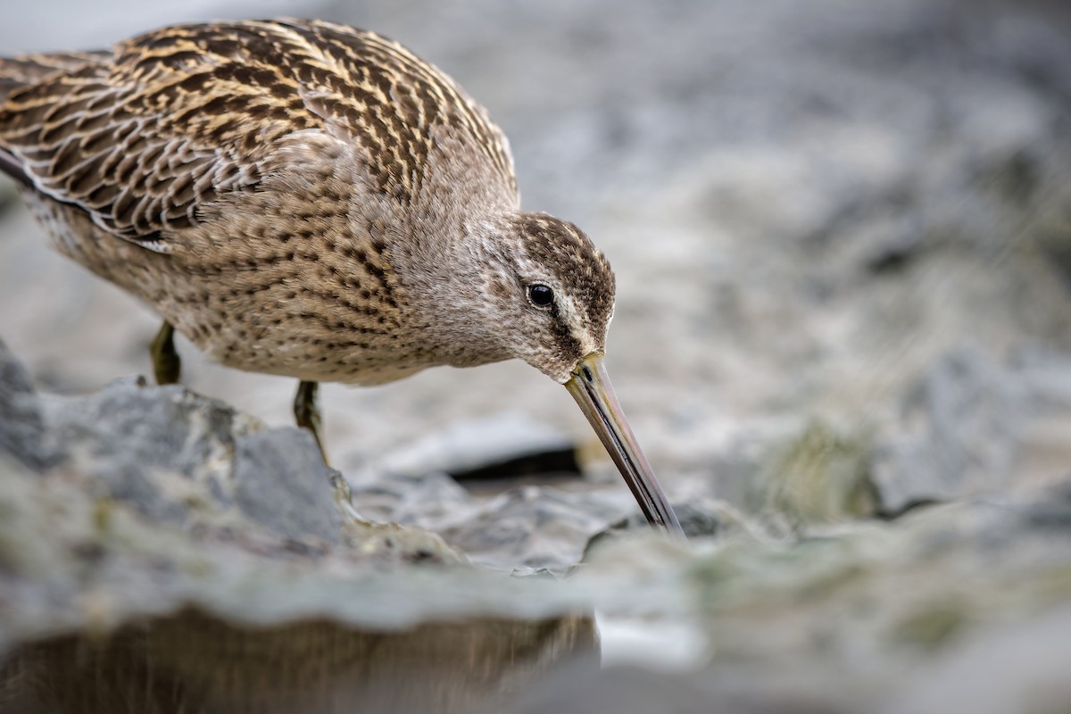 Short-billed Dowitcher - ML624052510