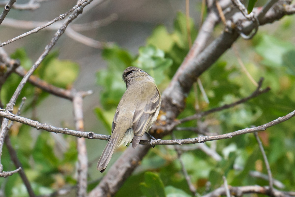 Dusky Flycatcher - ML624052512