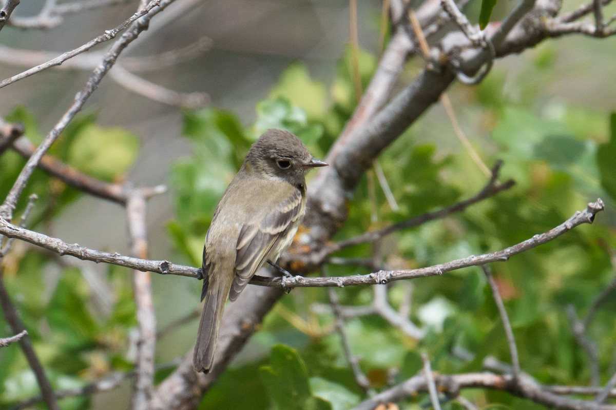 Dusky Flycatcher - ML624052516