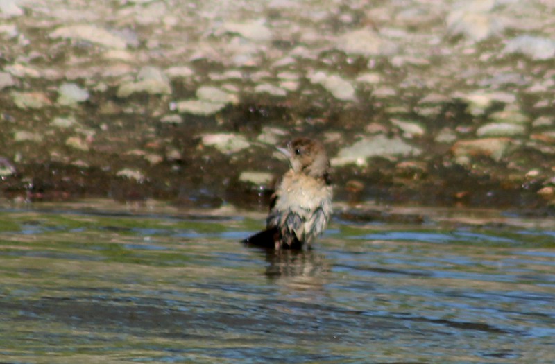 Blue Grosbeak - ML624052537