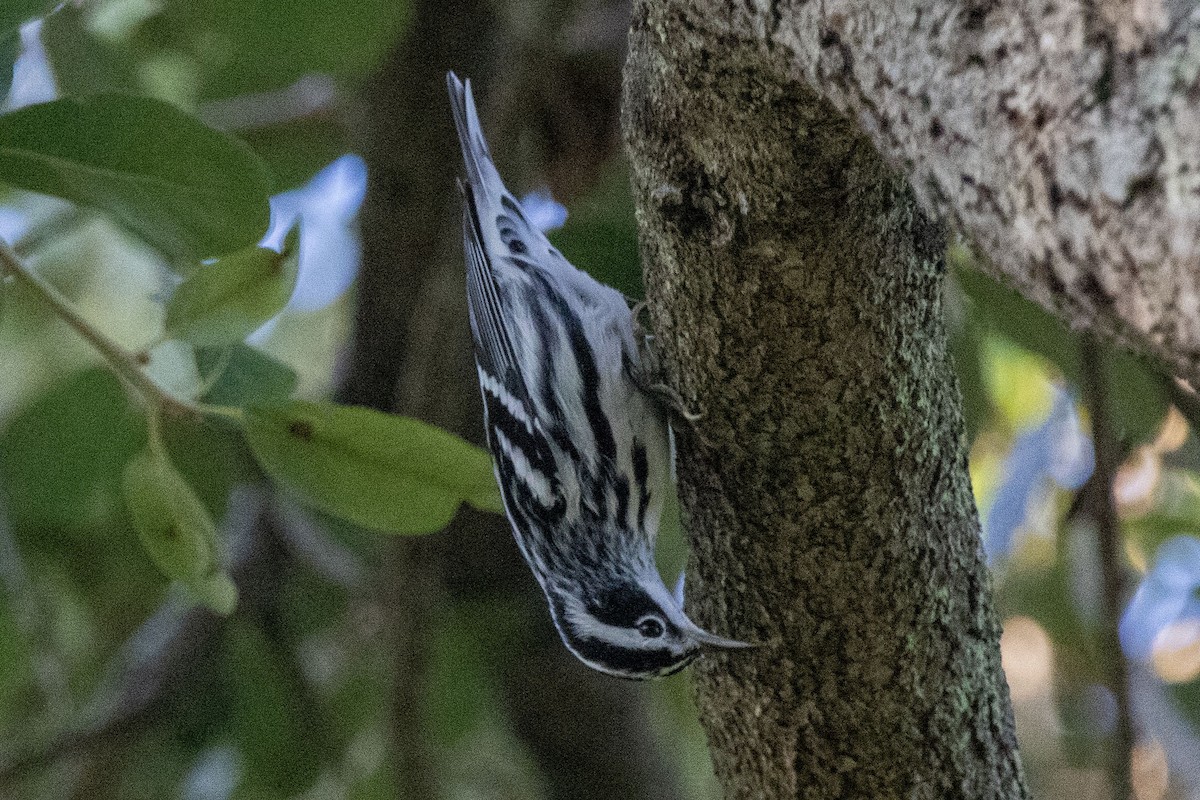 Black-and-white Warbler - ML624052549