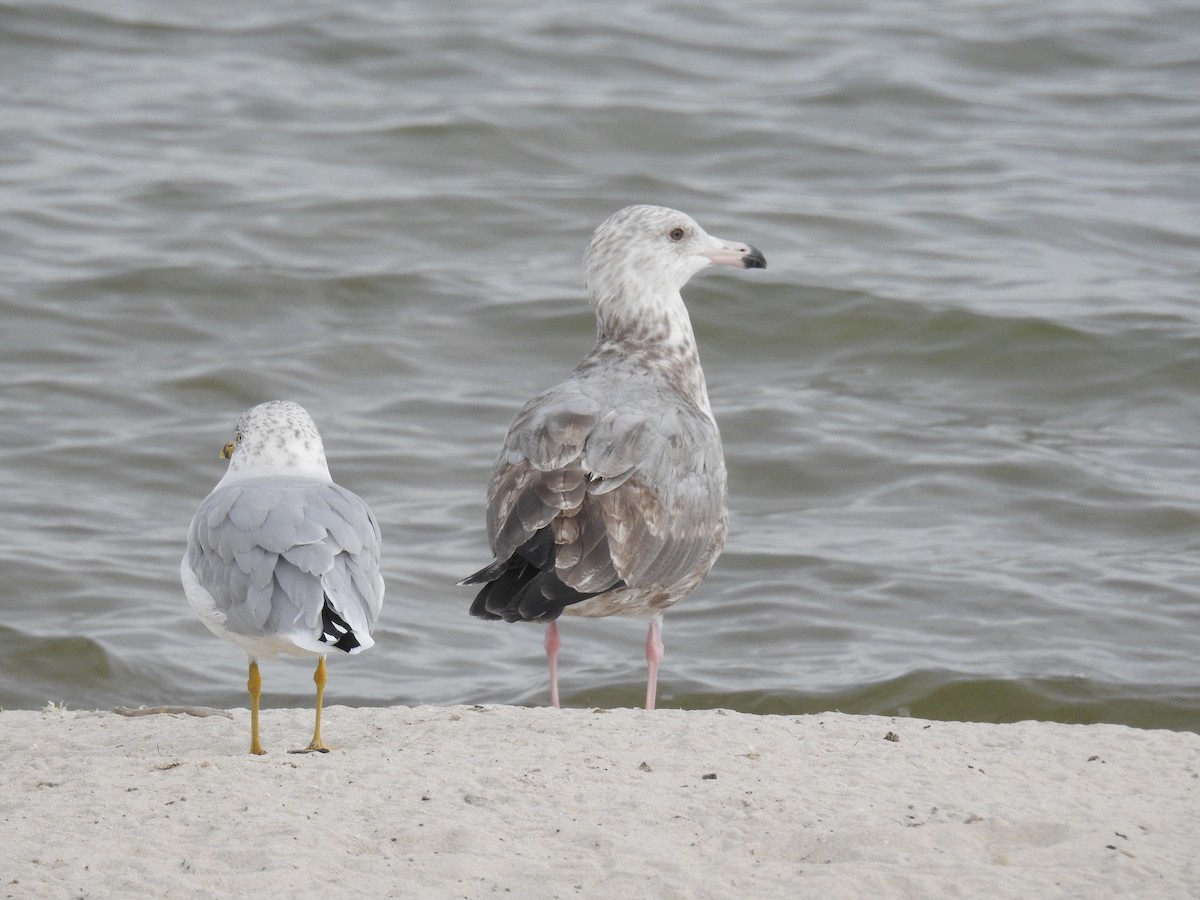 Gaviota Argéntea (americana) - ML624052573