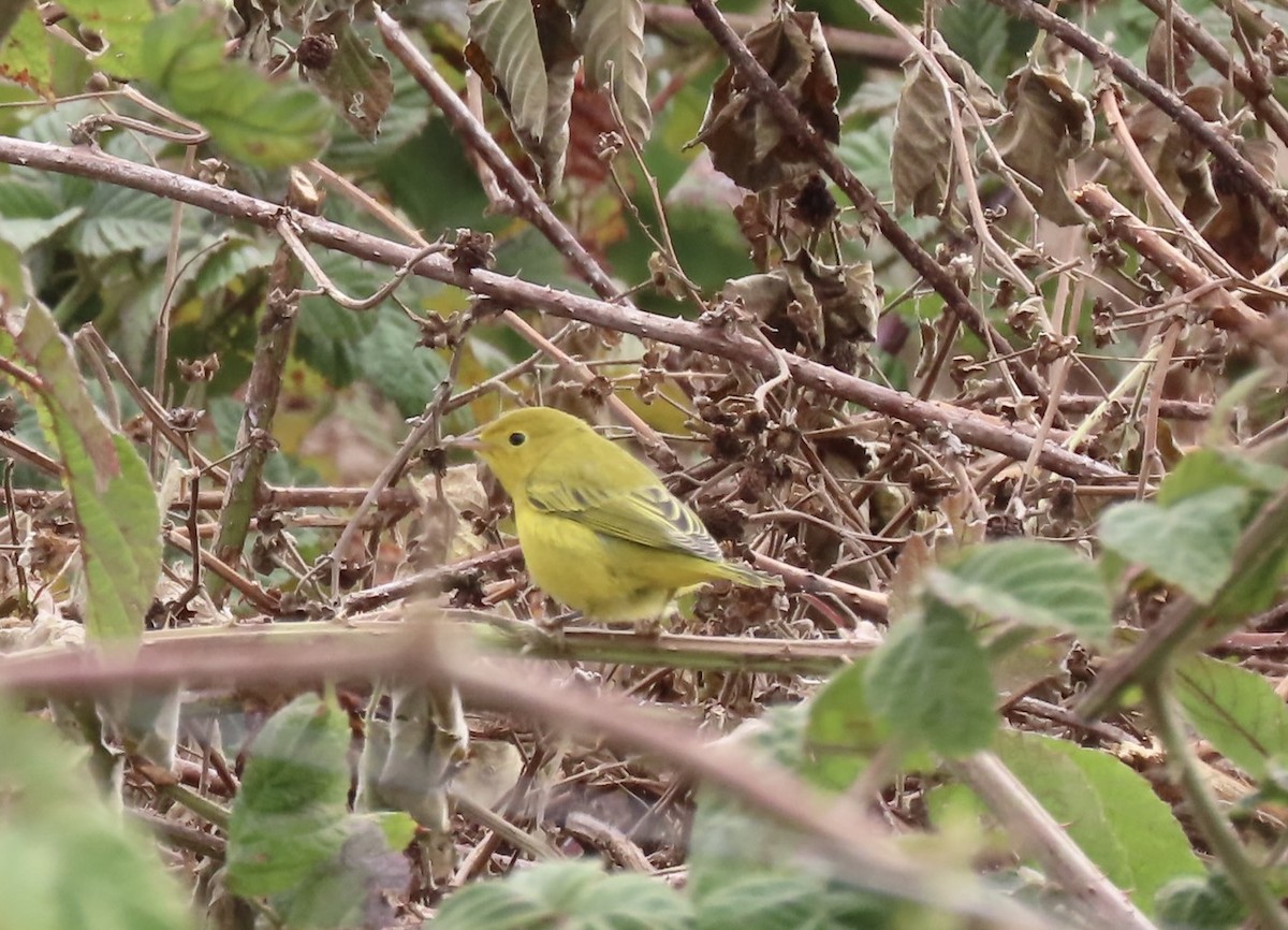 Yellow Warbler - ML624052584