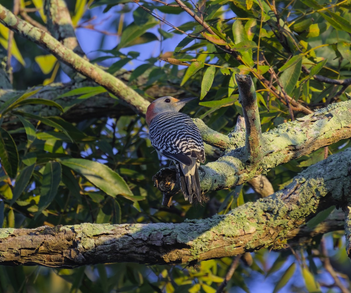 Red-bellied Woodpecker - ML624052587