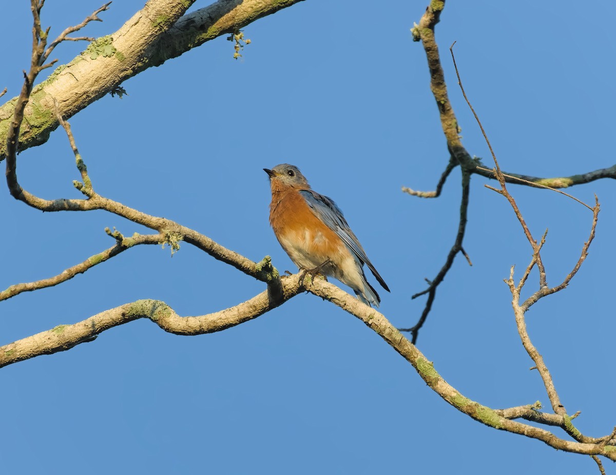 Eastern Bluebird - ML624052592