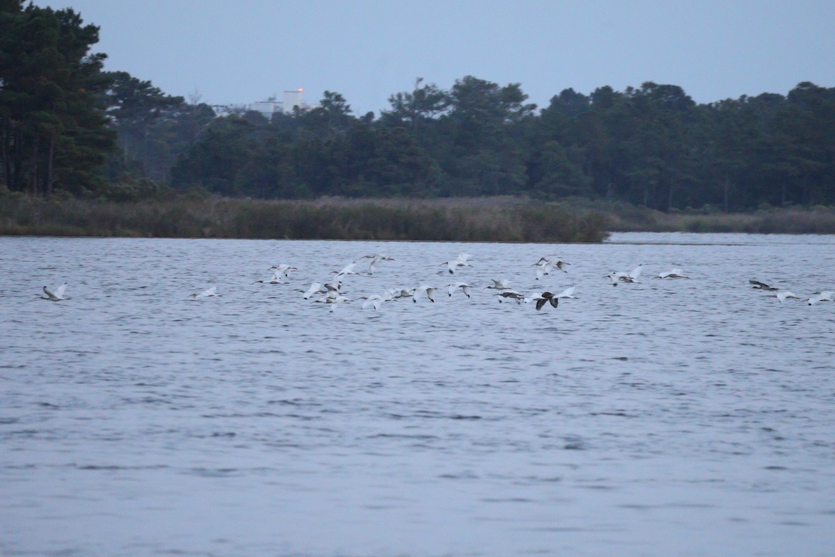 White Ibis - Solon Vlasto