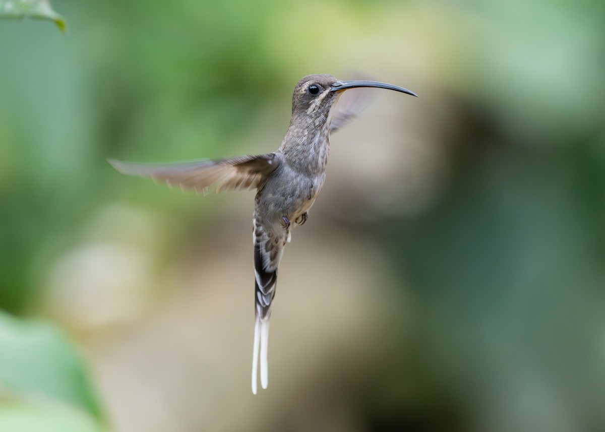 White-bearded Hermit - ML624052667