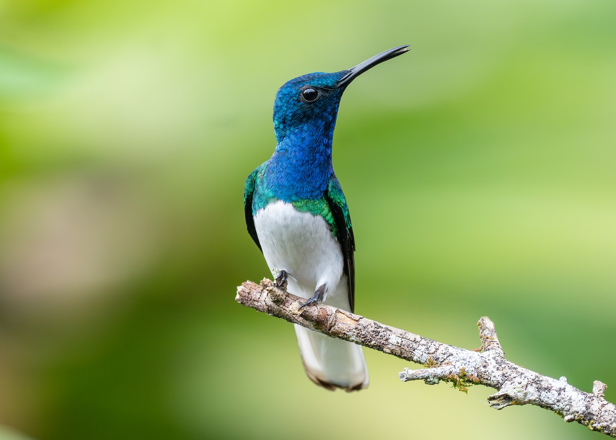 White-necked Jacobin - Patrick Van Thull