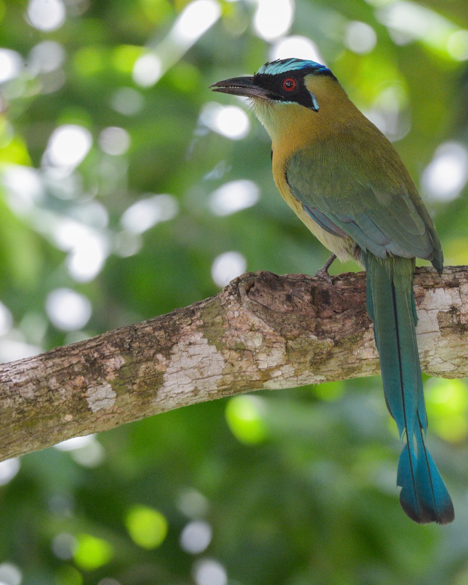 Lesson's Motmot - ML624052689