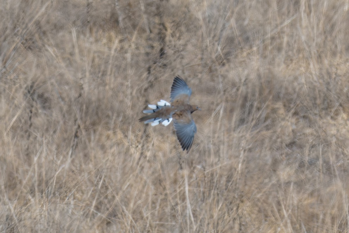 Mourning Dove - ML624052736