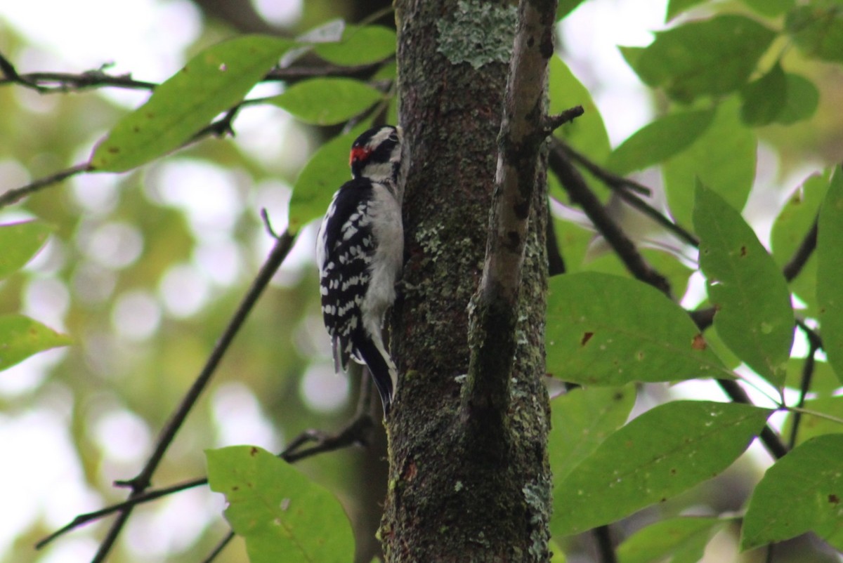 Downy Woodpecker - ML624052745