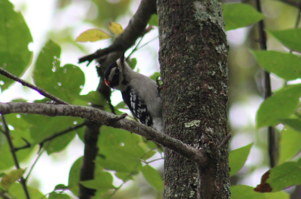 Downy Woodpecker - ML624052746