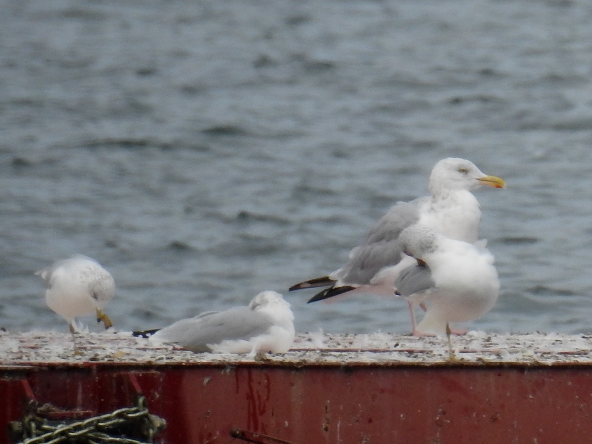 Gaviota Argéntea - ML624052761