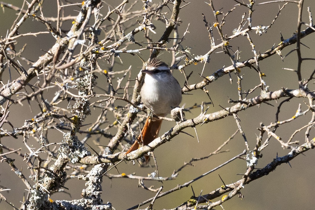 Stripe-crowned Spinetail - ML624052802