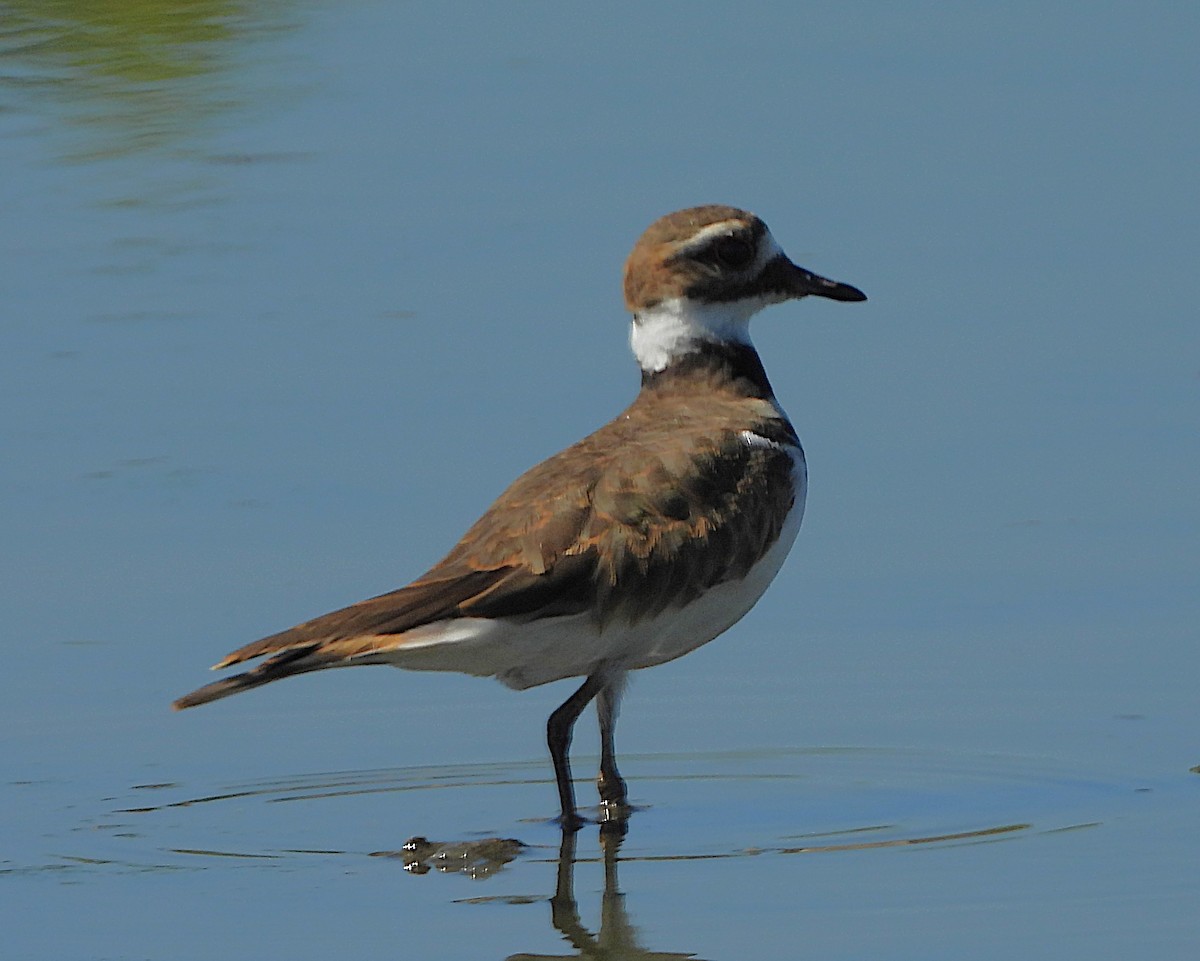 Killdeer - ML624052817