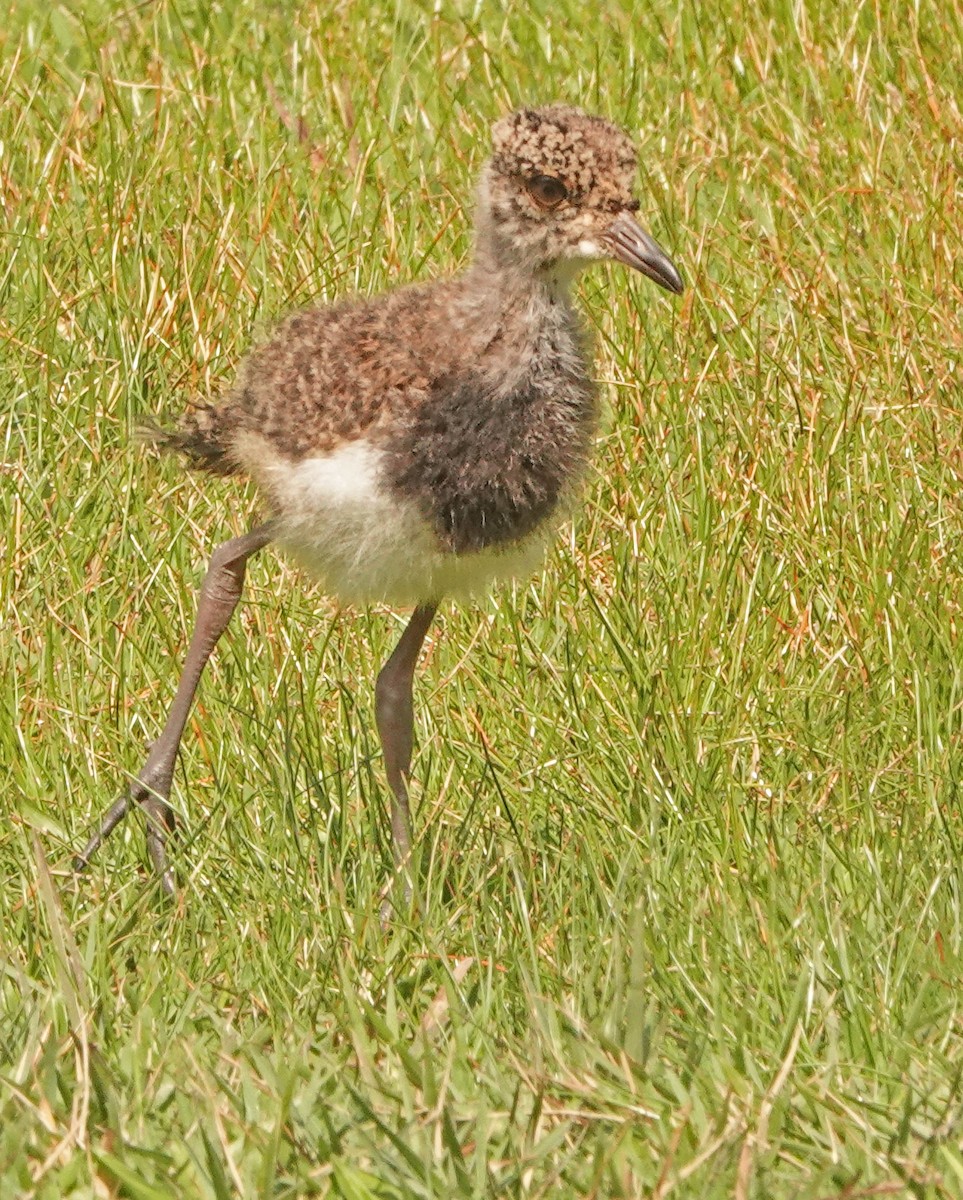 Southern Lapwing - ML624052834